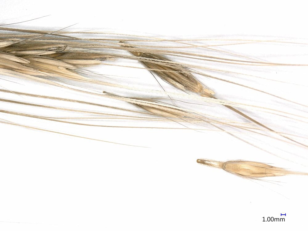 Wild barley on white background