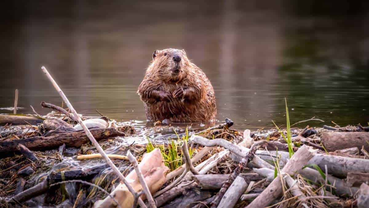 A beaver standing on top of its dam
