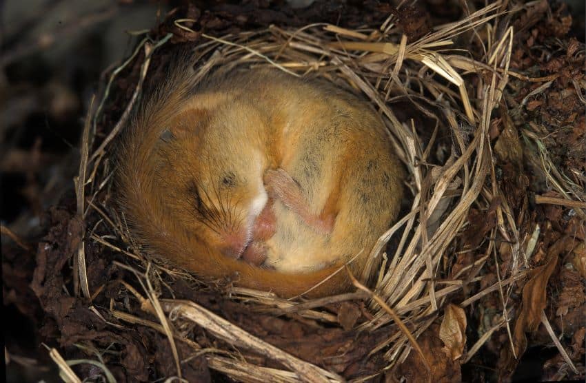 A small brown mouse curled up asleep in its nest