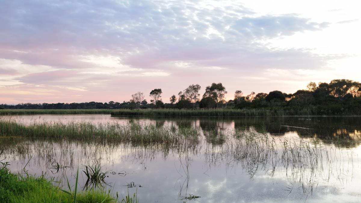 Scenic sunrise at edithvale-seaford wetlands