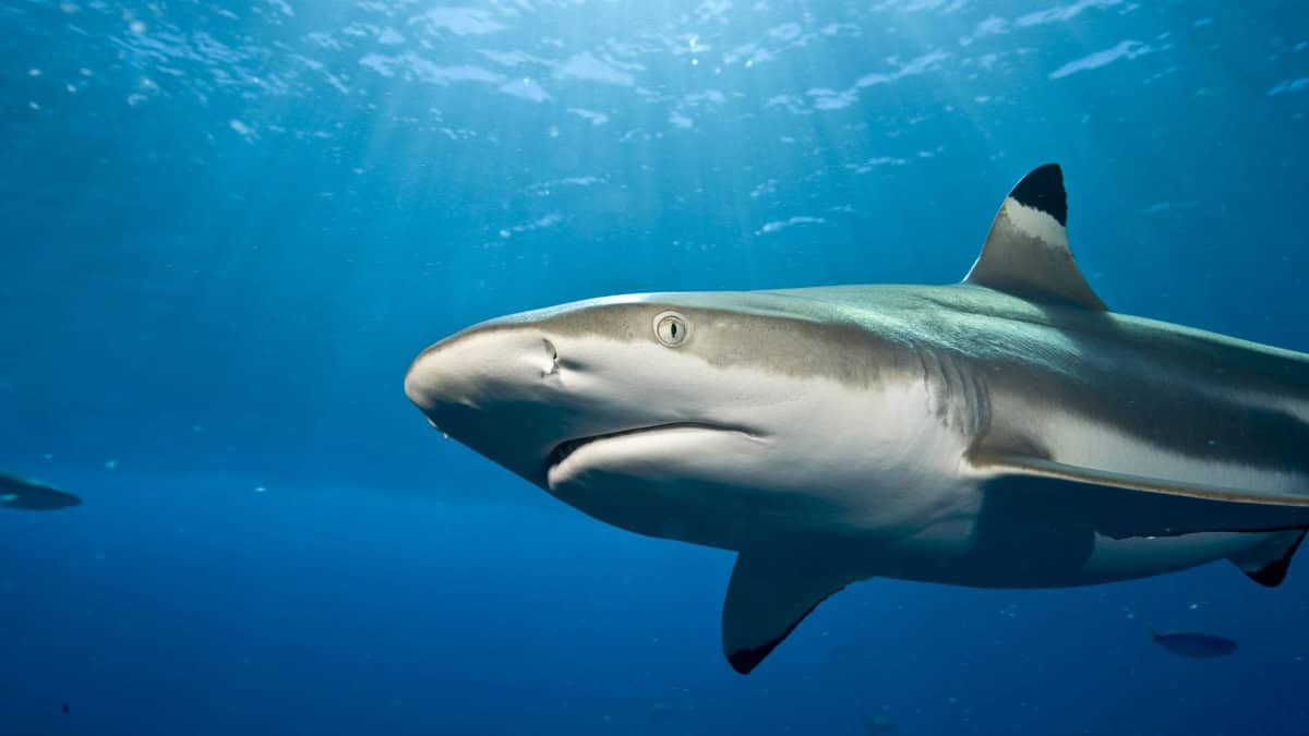 Blacktip reef shark