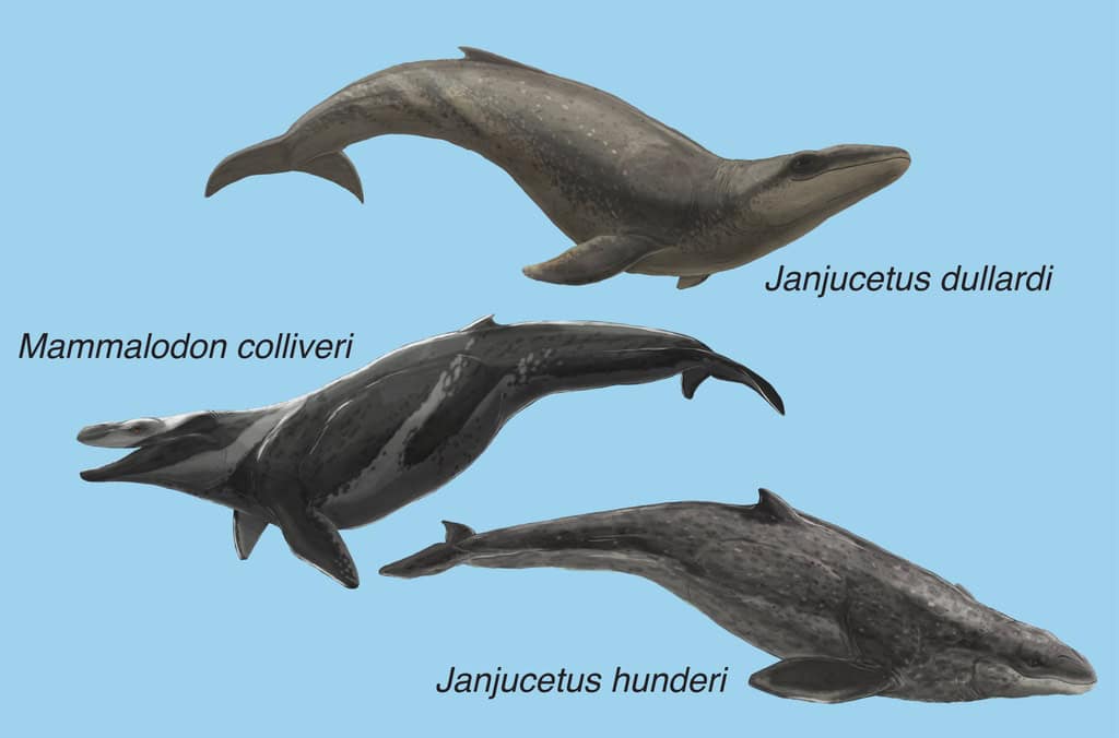 Illustration of three ancient whales on blue background
