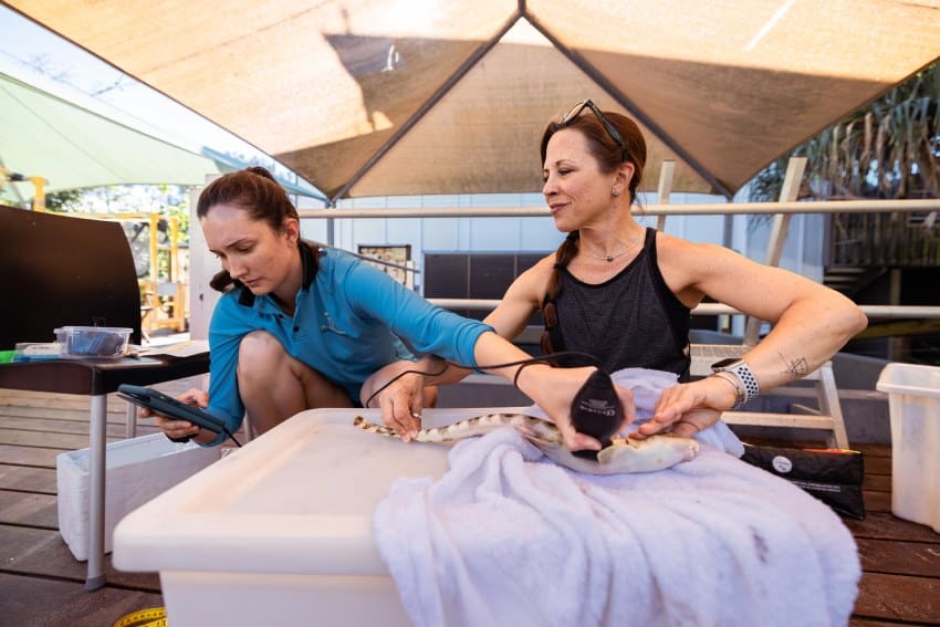A woman wearing a black tank top holds a small shark in position on a towel while a younger woman in a long sleeved blue top uses an ultrasound machine to examine it.