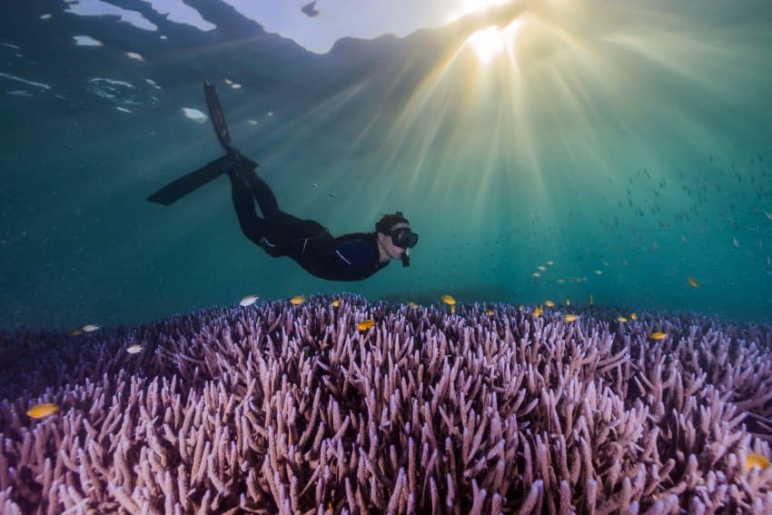 A woman snorkels above a reef of purple coral. She is surrounded by a school of yellow fish