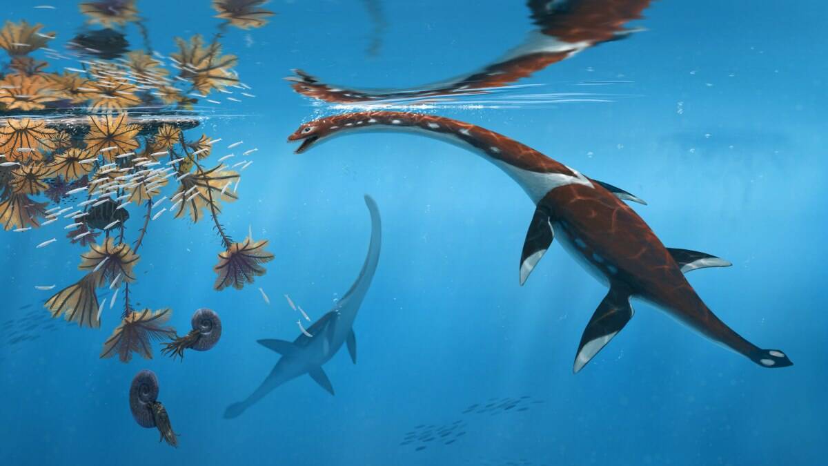 Plesiosaur illustration