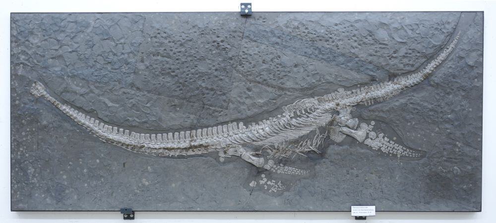 Plesiosaur fossil skeleton in museum