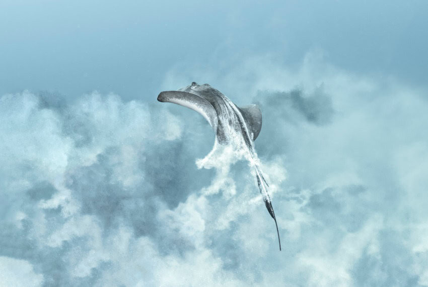 A sting ray kicks up clouds of white sand as it rises from the seafloor