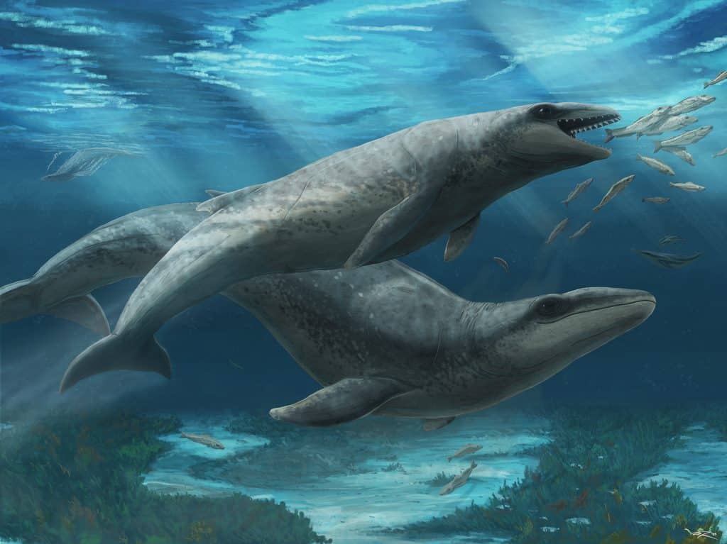 Illustration of two ancient whales