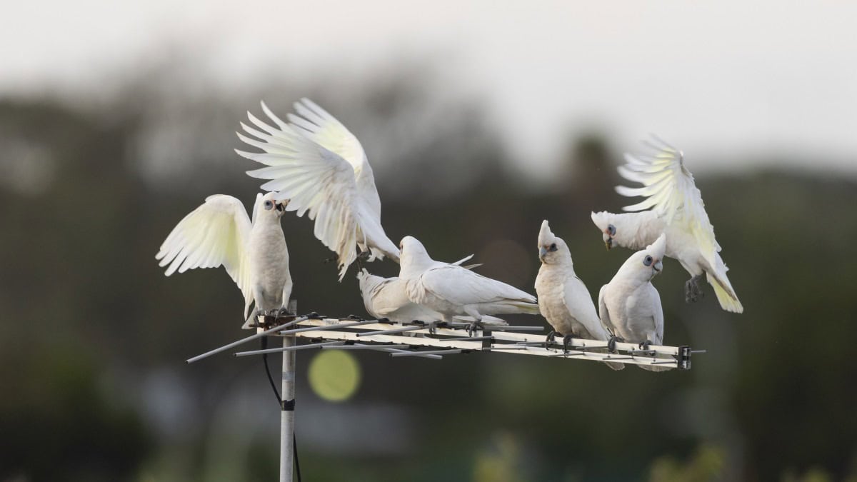 White cockatoos on a tv antenna