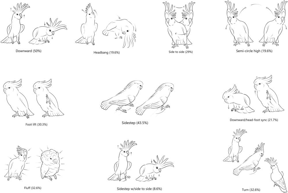 Illustration of cockatoo dance moves