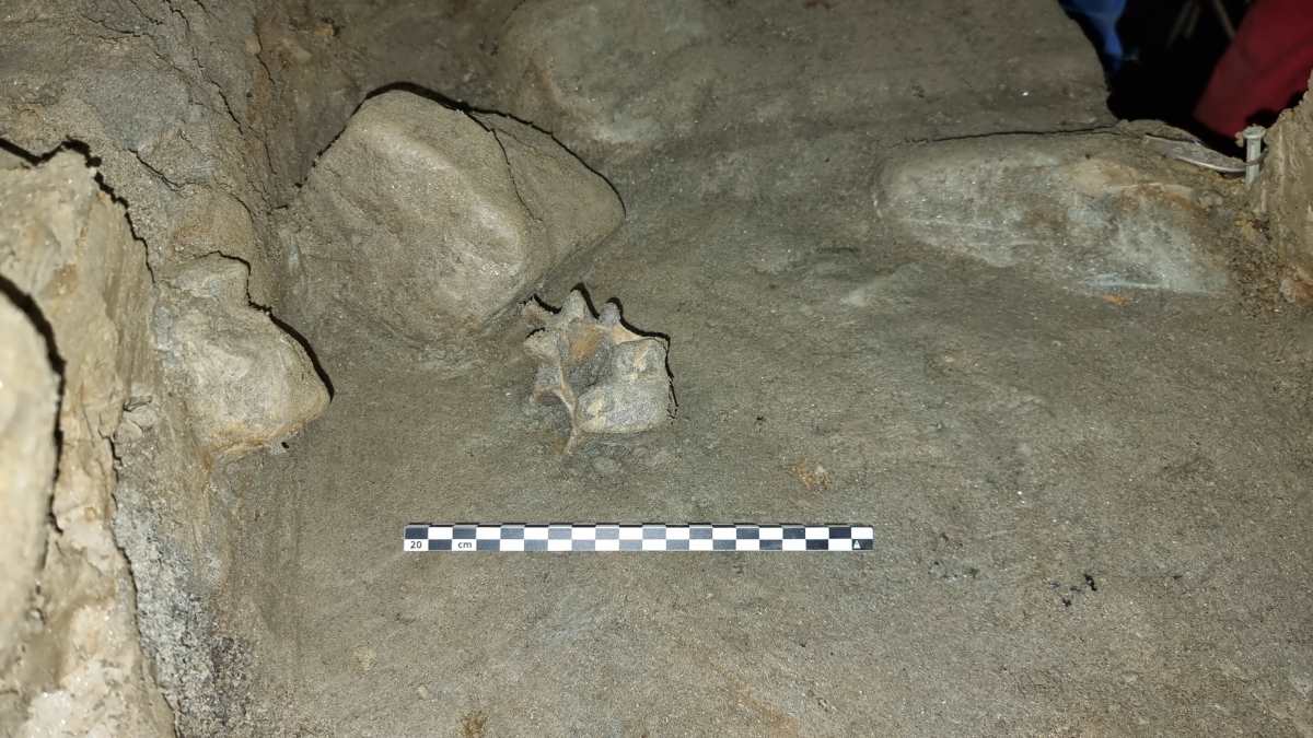 Ancient vertebrae in cave