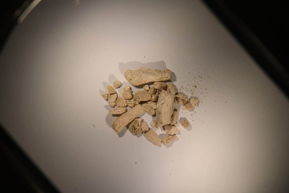 Animal bone fragments