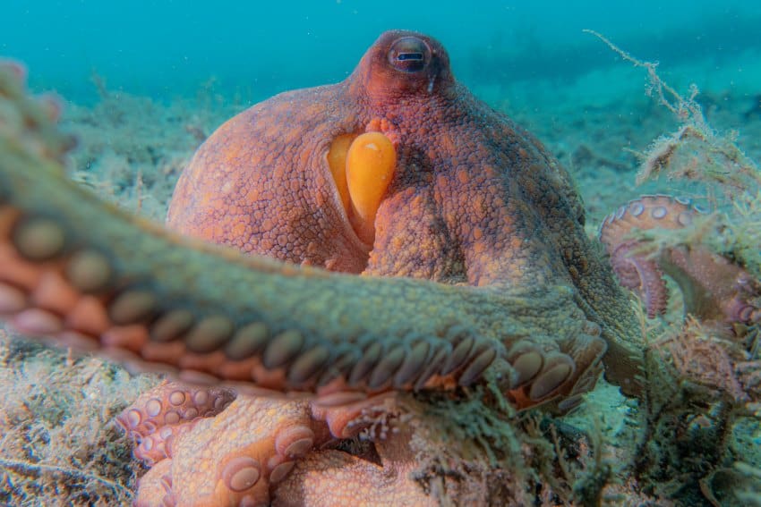 An octopus reaches its arm towards the camera taking the photograph