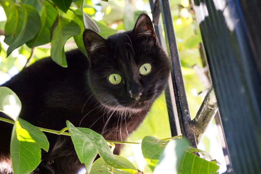 A black cat with green eyes stares down at the camera surrounded by green foliage