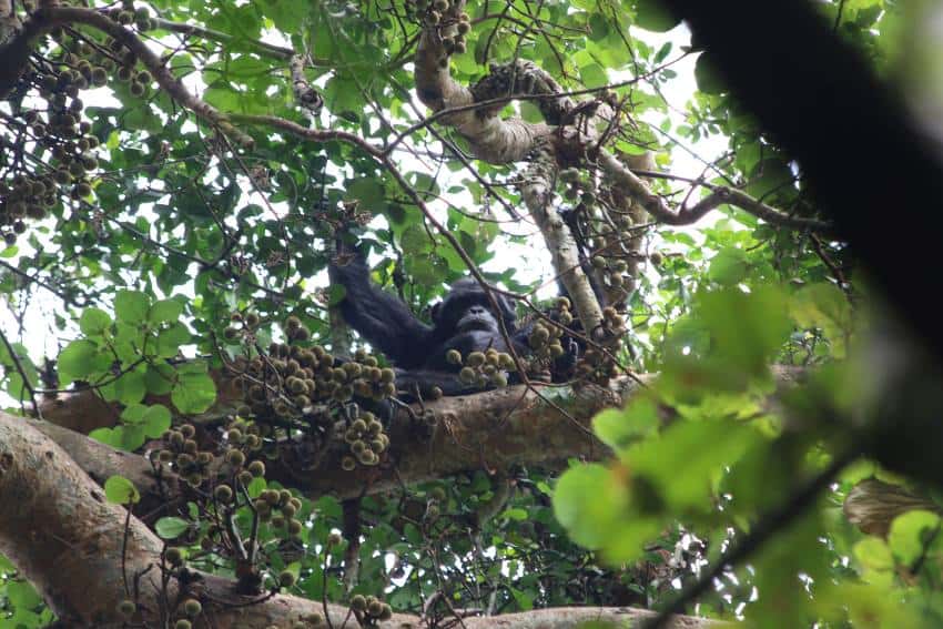 A chimpanzee in a tree eats figs