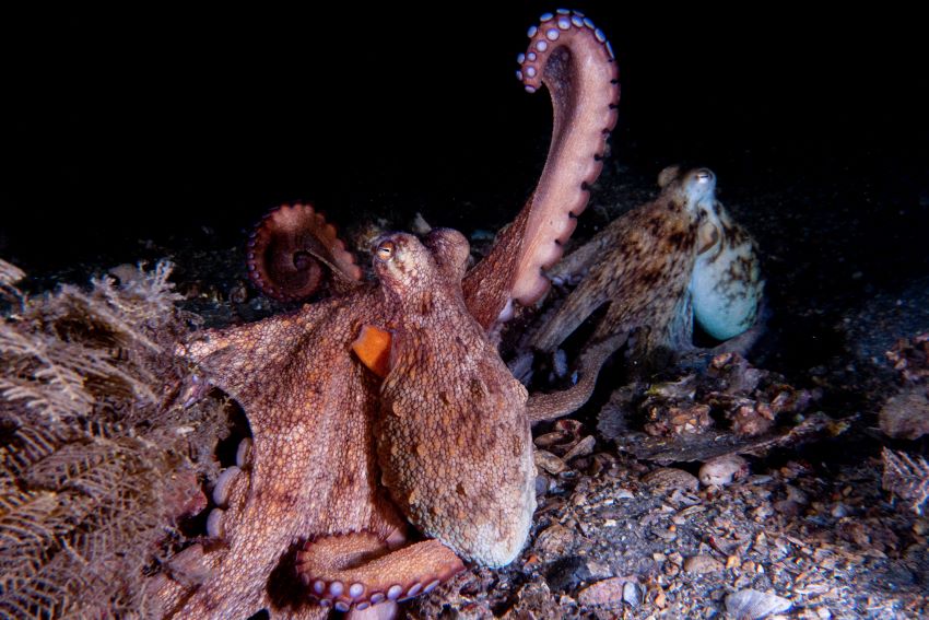 Underwater photograph of an octopus raising its arm while on the seafloor
