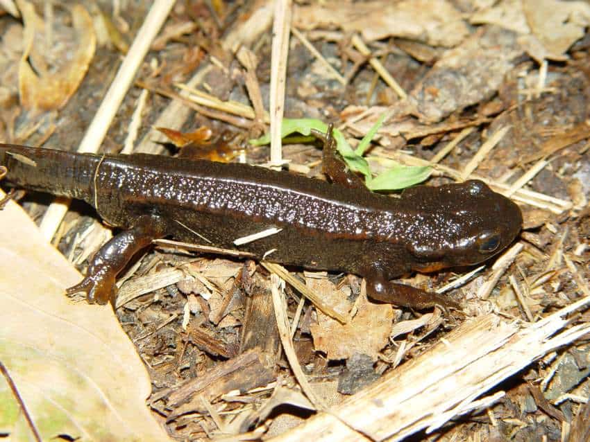 A brown lizard on leaf litter