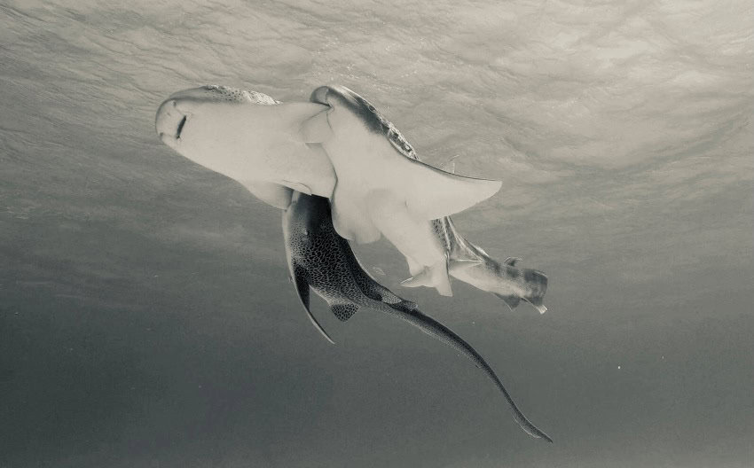 Gptempdownload 1 850