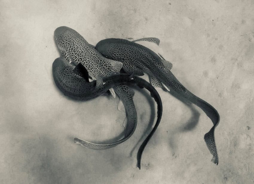 3 leopard sharks intertwined on the seafloor