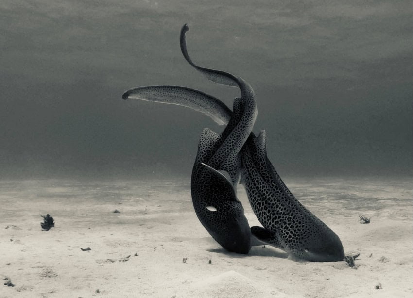 Gptempdownload 7 850