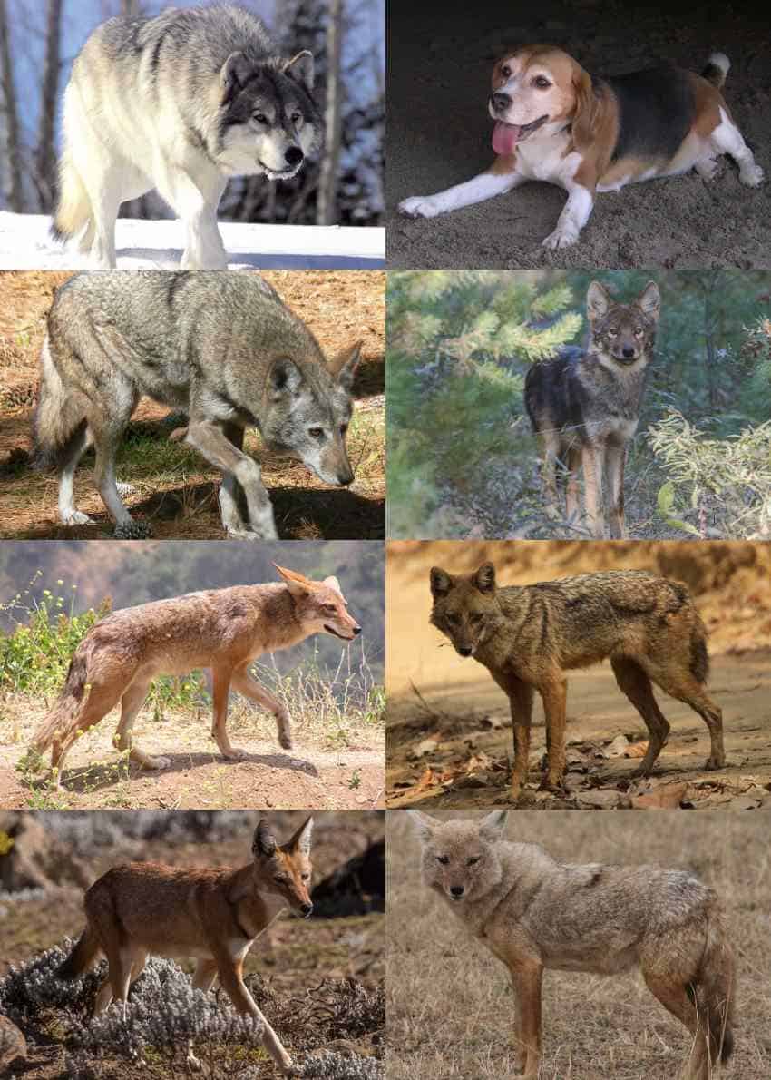 A collage of photographs of 8 species in the genus canis
