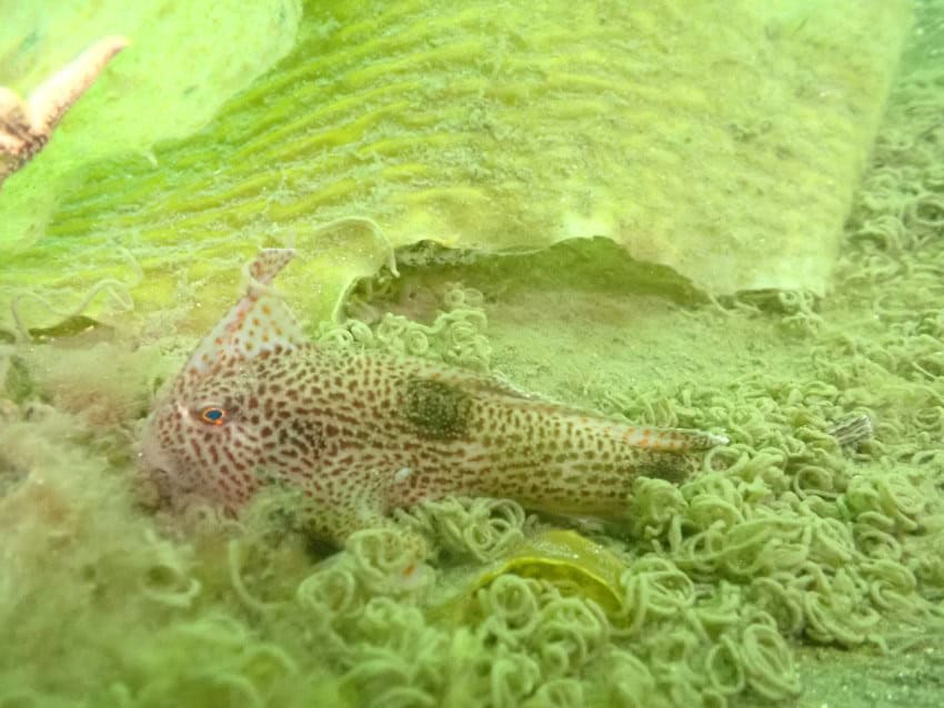 A spotted fish rests on the seafloor among greenery