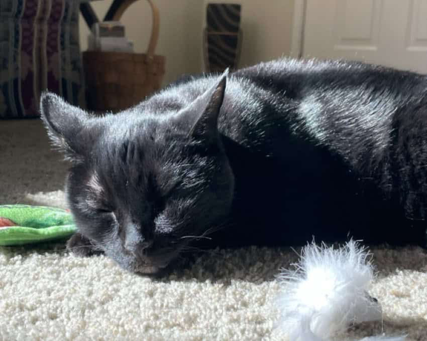 A black cat sleeps in a patch of sun on the carpet