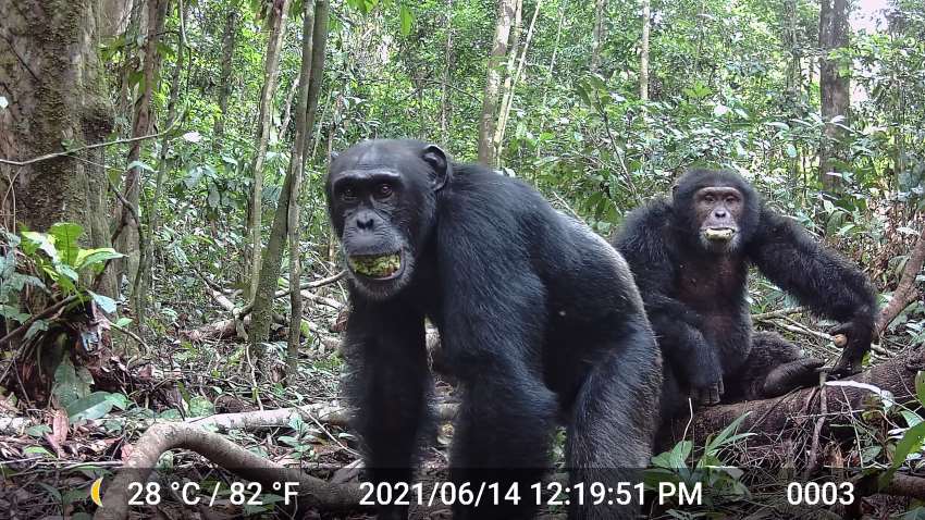 Two chimpanzees in a forest eat green fruit which may contain fermented alcohol