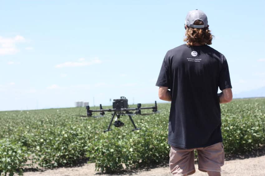 A man wearing a black tshirt pilots a drone over a field of cotton