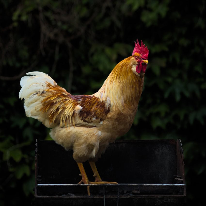 A rooster perched on a stand