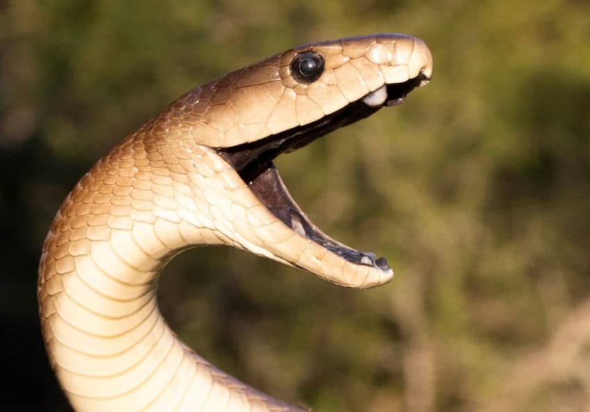 A black mamba snake photographed with its mouth open to reveal the black interior