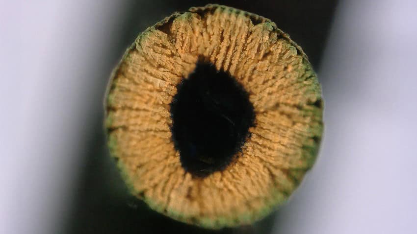 A circular structure with orange inclusions which looks somewhat like an iris