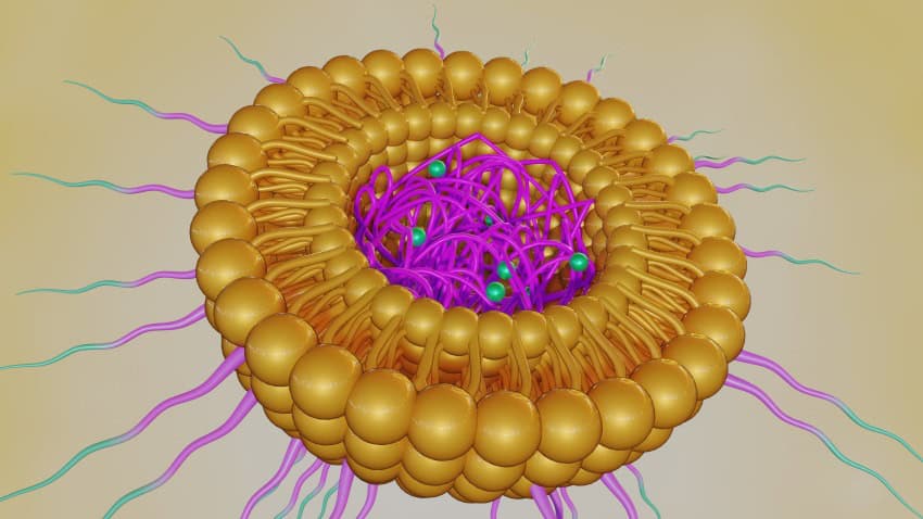 An illustration showing the cross section of a gold spherical particle made of lipids containing pink and green particles at its centre