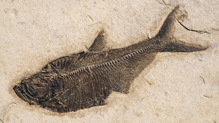 A fossilised fish