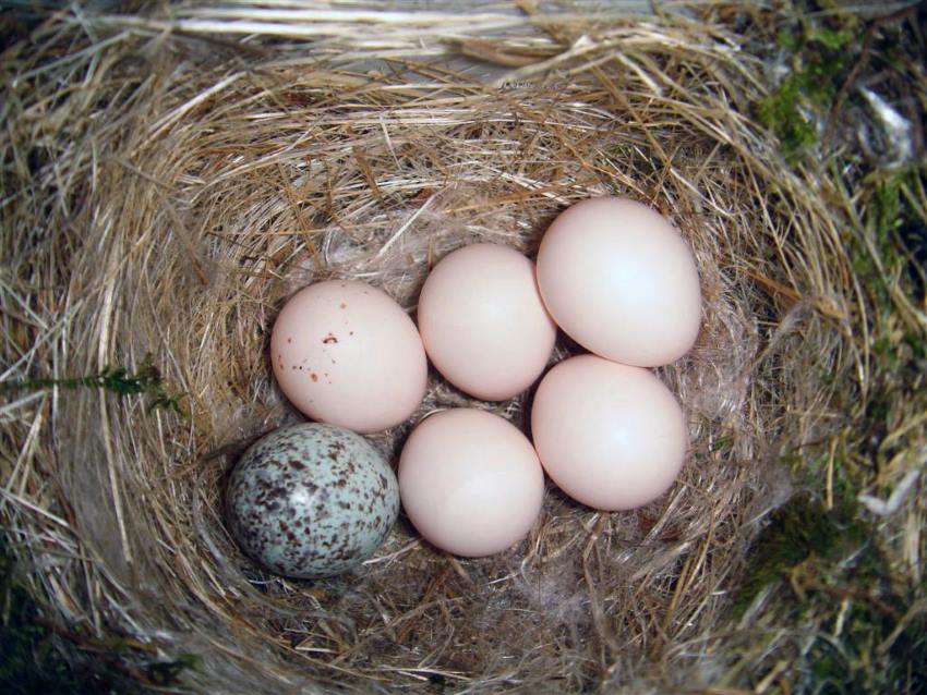 A bird's nest with 5 identical pale eggs and one blue splotchy one