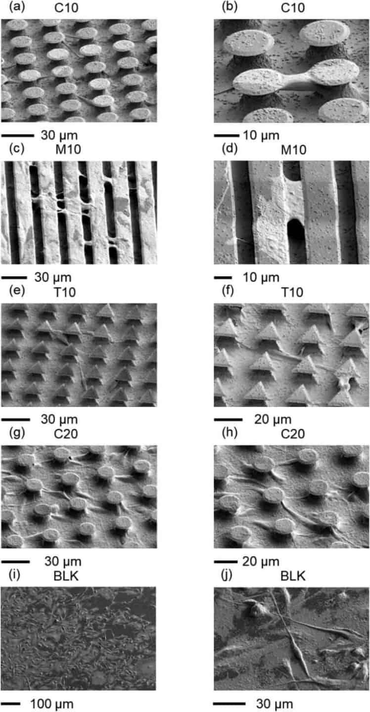 8 black and white images of tiny microstructures including round, mushroom-like shapes, straight lines and triangles spaced in constant arrays. There is a carpet of cells growing on them