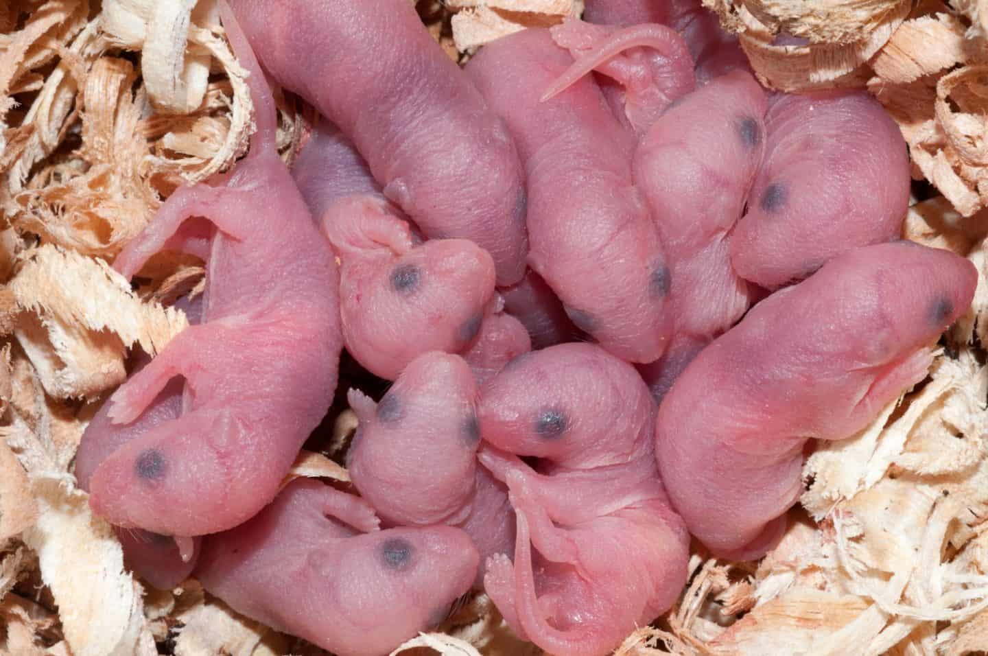 Mouse Gives Birth To 14 Babies On Camera During a Thumbnail