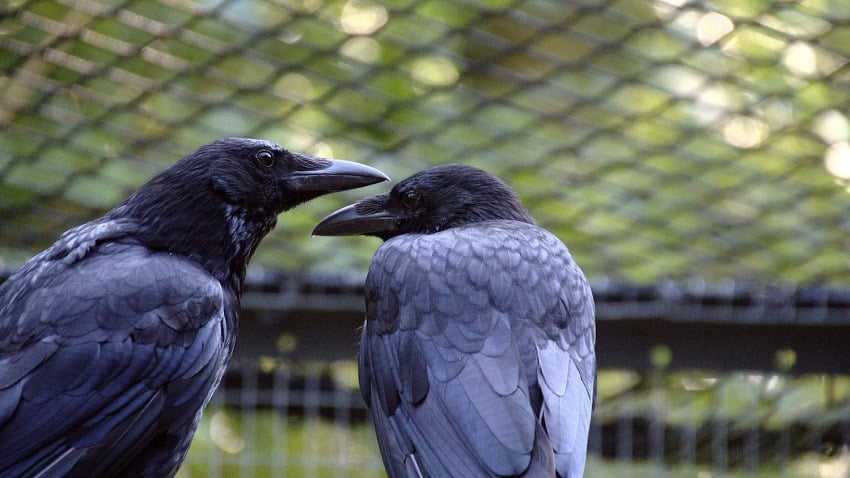 A couple of carrion crows looking after their health.