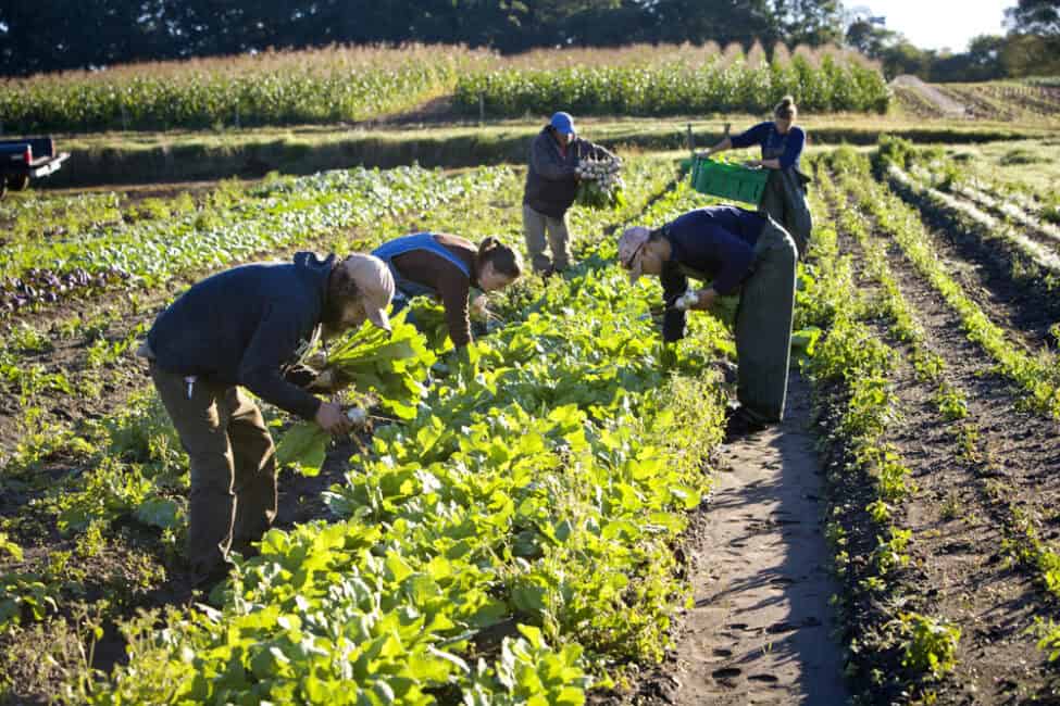 organic farming vs conventional farming