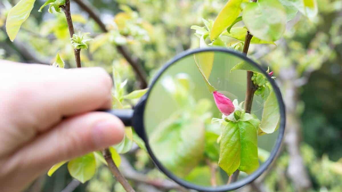 Magnifying Glasses Magnifying Glasses