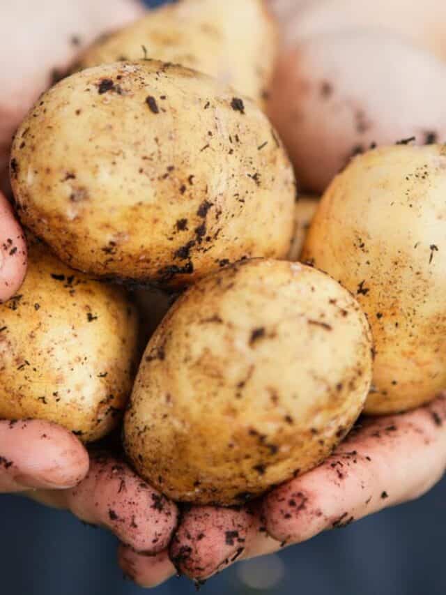 5 fascinating potato discoveries