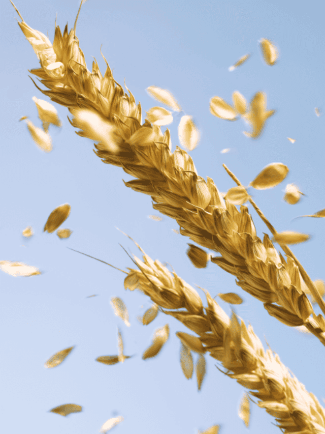 How wheat whispers for help during drought