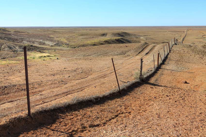 The Unexpected Result of Australia's Dingo Fence - JSTOR Daily