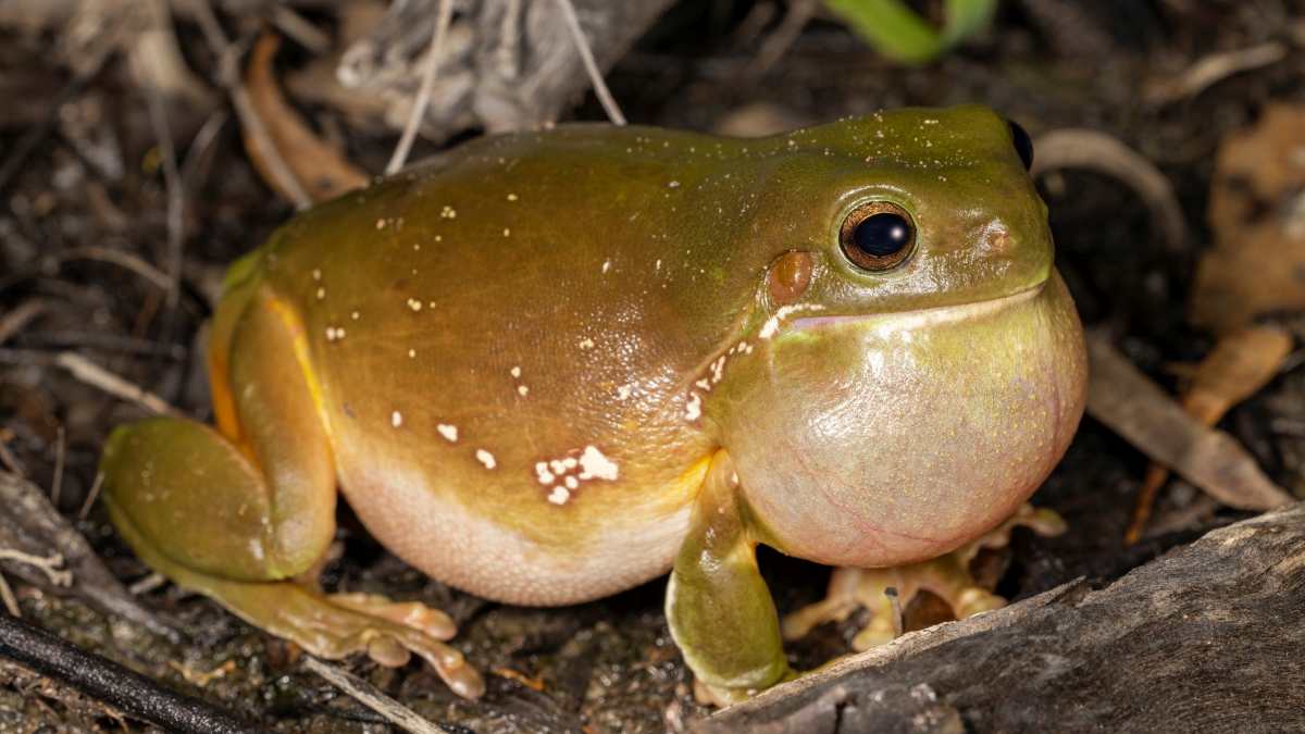 Australian green tree frog