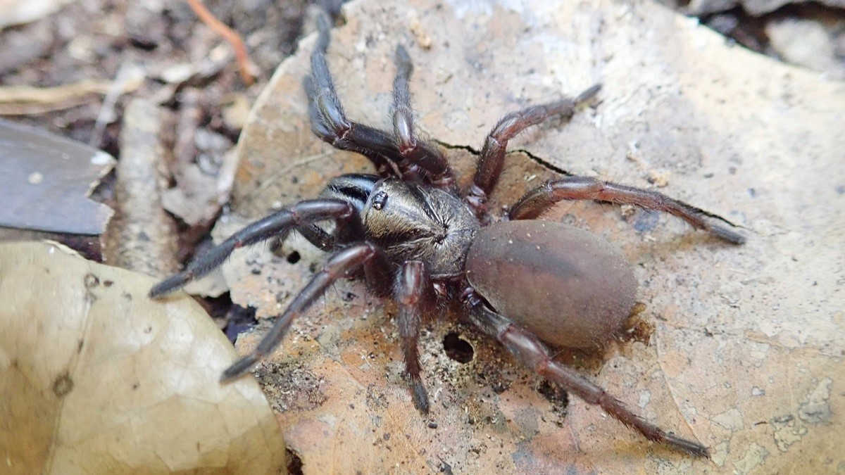 Funnel-web Spiders - The Australian Museum