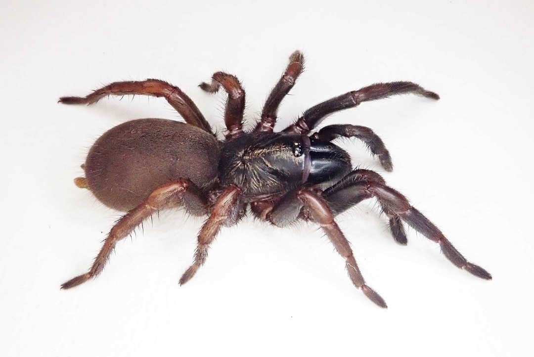 Queensland Museum to discover up to 100 new spider species