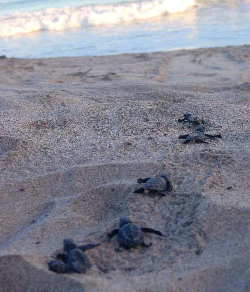 Baby turtles wait in the nest so the can all leave together