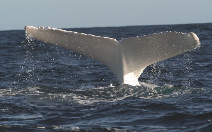 Migaloo, where art thou? Why haven't we seen the white whale?