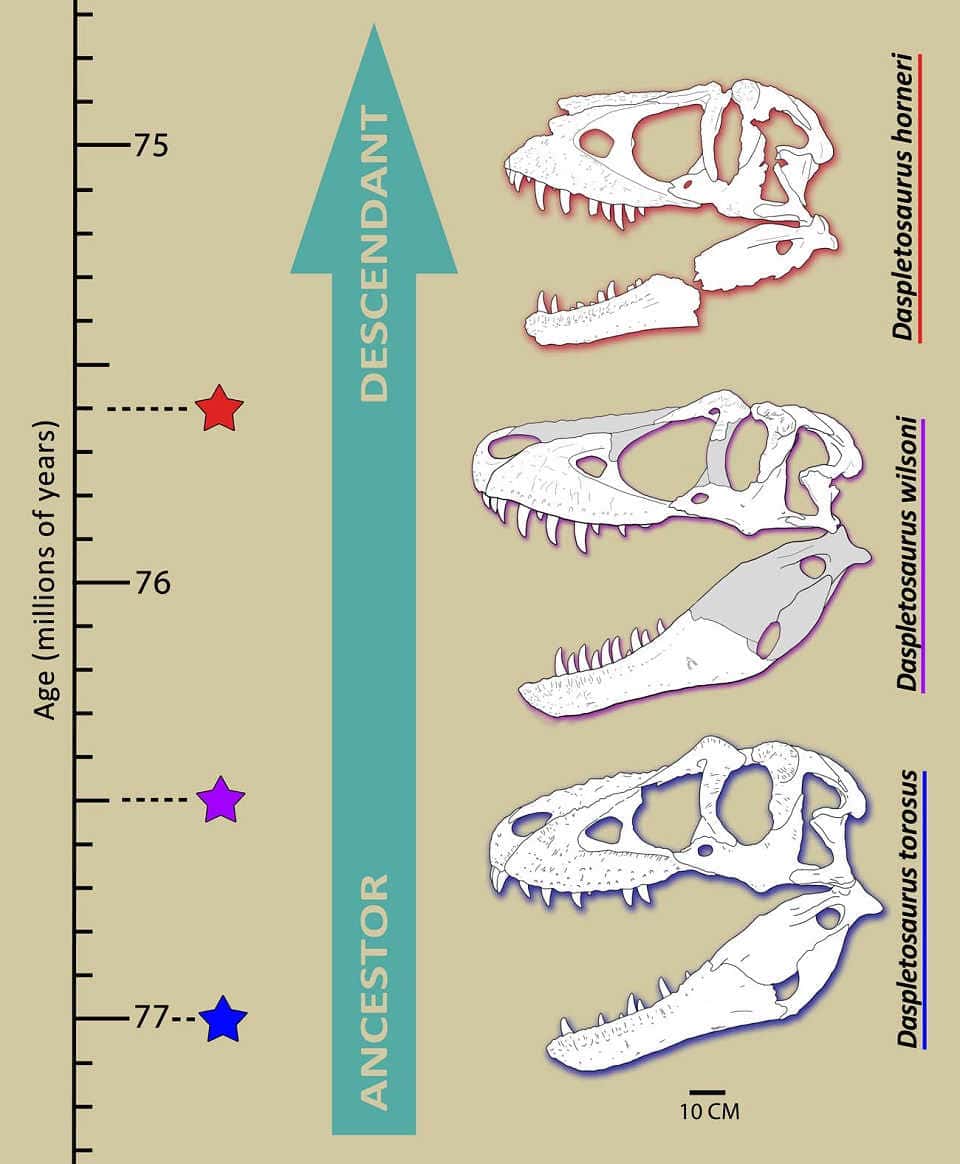 Daspletosaurus-skulls-showing-evolution-of-tyrannosaurids