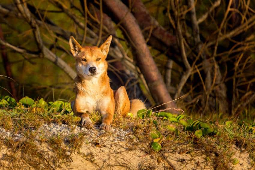 A dingo sitting on the sandy ground. Conservation